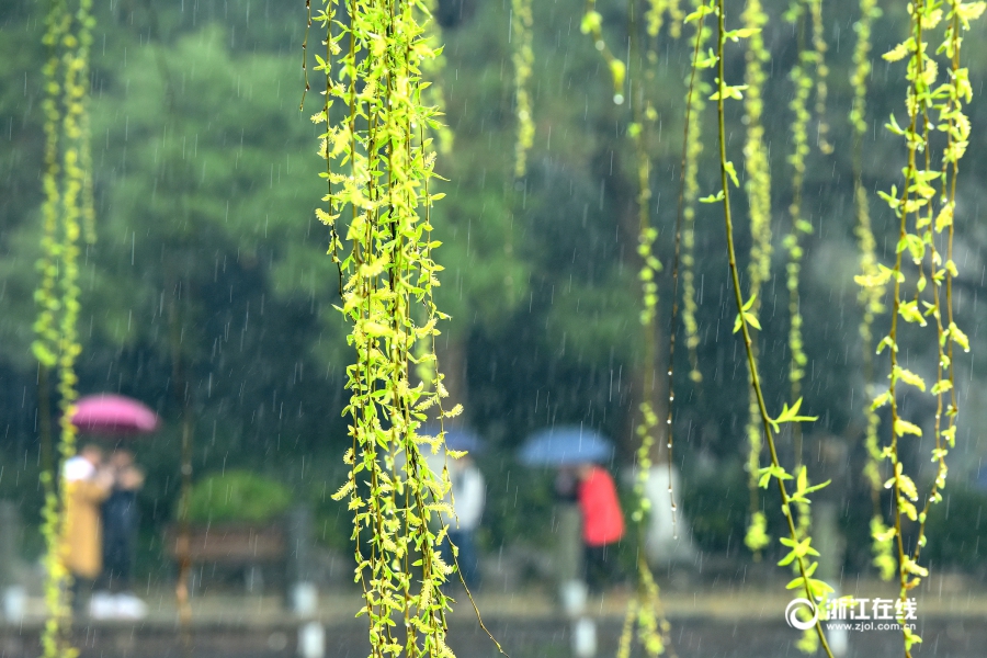 Пейзажный Ханчжоу после дождя, чувствуется запах весны