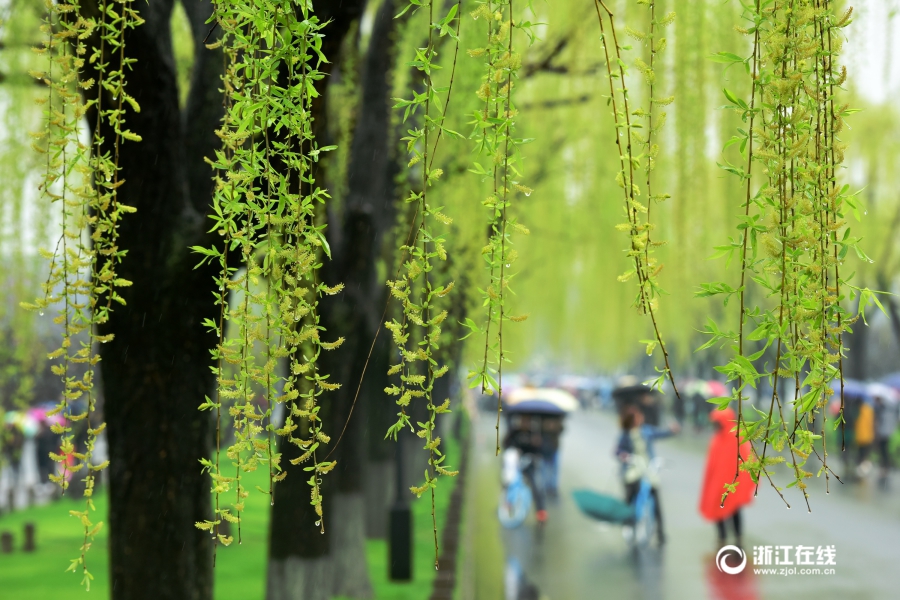 Пейзажный Ханчжоу после дождя, чувствуется запах весны