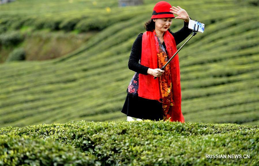 В уезде Сюаньэнь /провинция Хубэй, Центральный Китай/ располагаются знаменитые плантации, где выращивают чай сорта 'Уцзятай гунча' -- по преданию, любимый чай императора Цяньлуна. 
