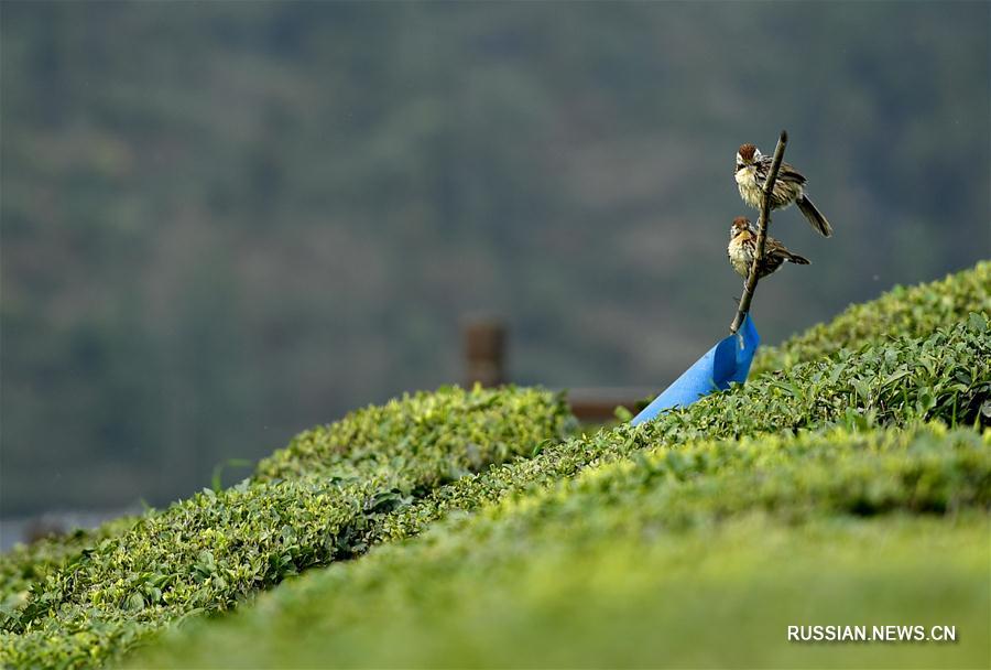 Технология ручного производства знаменитого чая уже давно включена в список нематериального культурного наследия провинции Хубэй, а в январе текущего года туристической зоне 'Знакомство с культурой чая «Уцзятай гунча»' была официально присвоена категория 4А.