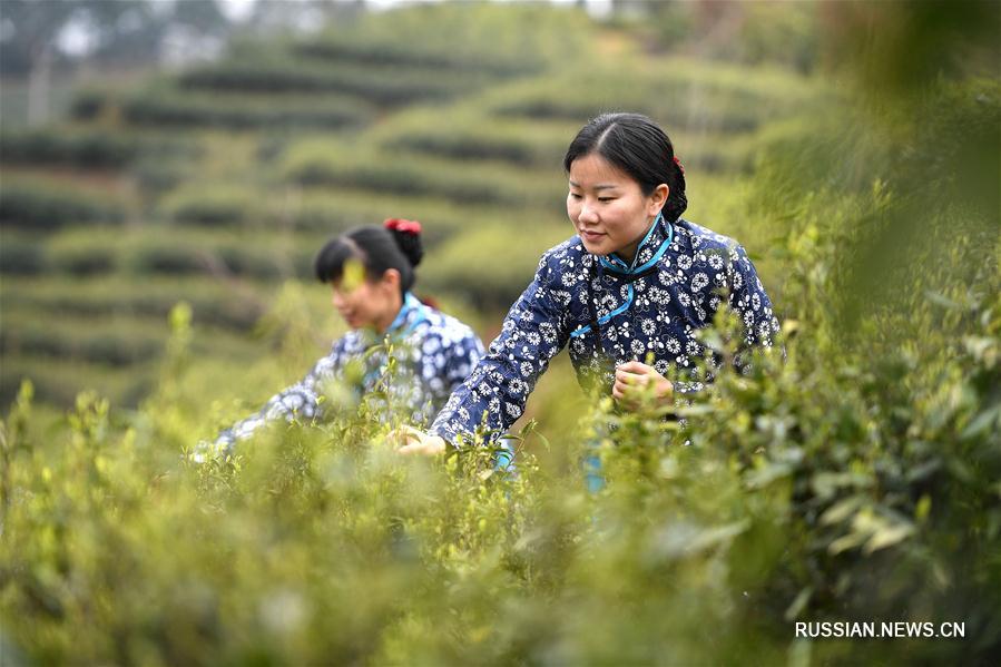 Чем ближе праздник Цинмин /День поминовения/, который выпадает на начало апреля, тем больше работы на чайных плантациях в провинции Цзянси -- фермеры торопятся собрать ранний урожай чайных листьев, столь ценимый любителями чая.