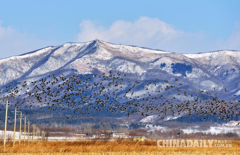 Китайские и российские жители приграничья обьединились для охраны окружающей среды и защиты диких птиц