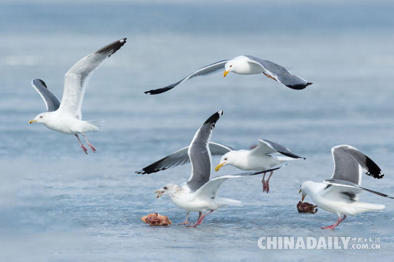 Китайские и российские жители приграничья обьединились для охраны окружающей среды и защиты диких птиц