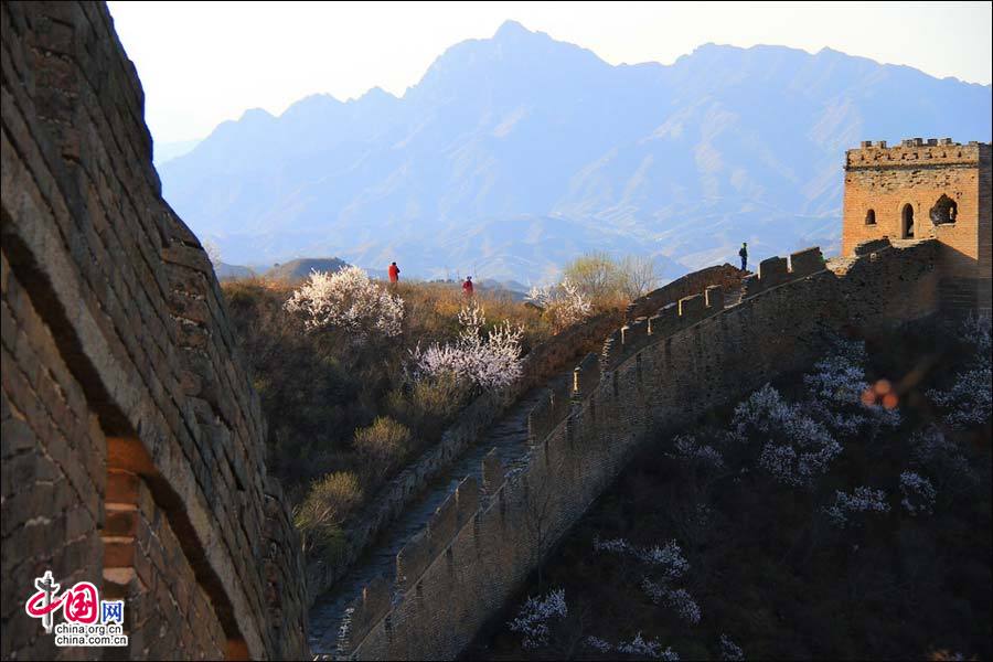На участке Цзиньшаньлин Великой китайской стены зацвели очаровательные персиковые деревья