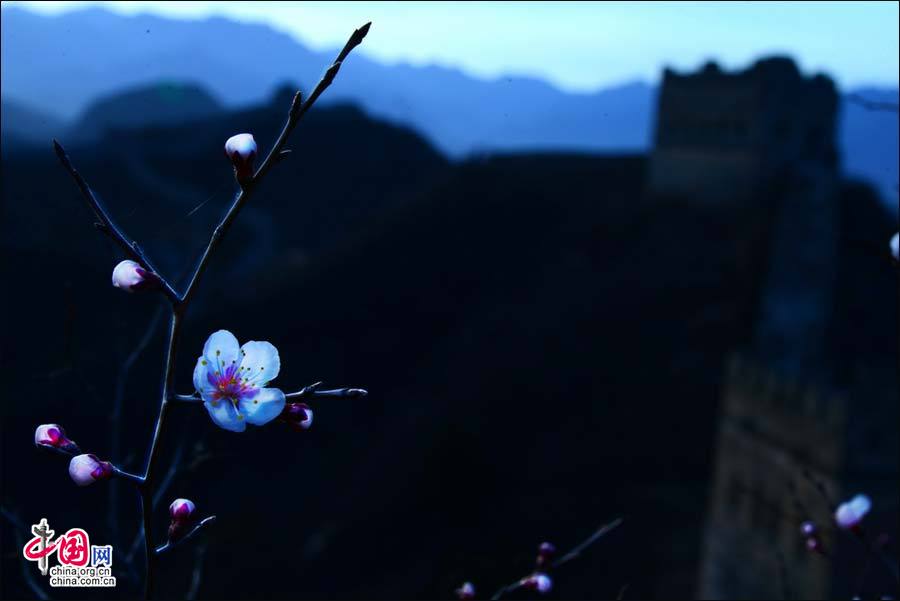 На участке Цзиньшаньлин Великой китайской стены зацвели очаровательные персиковые деревья