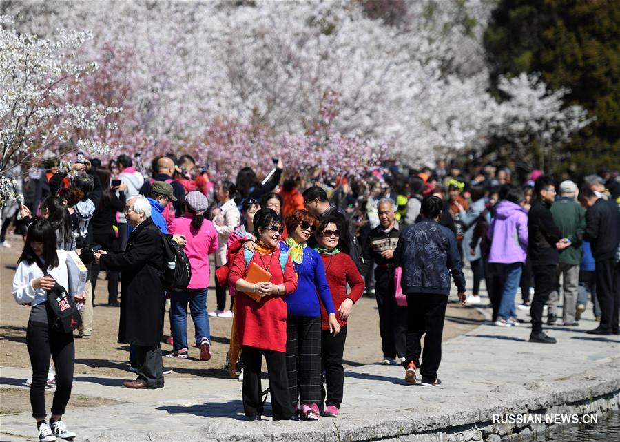 Пышное цветение сакуры в пекинском парке Юйюаньтань