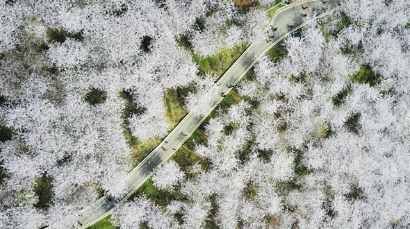 Белоснежное море цветущей вишни в Гуйане