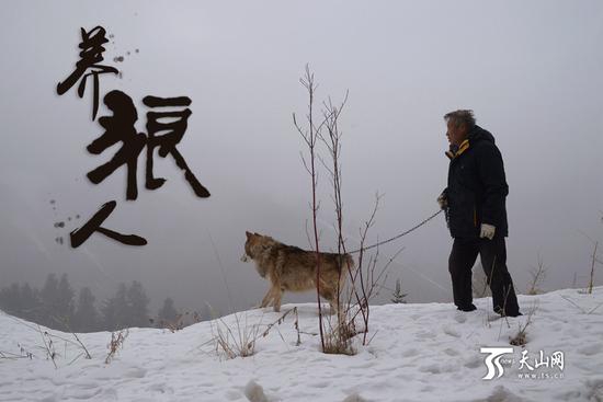 С волками жить, да не по-волчьи выть: как 71-летний китаец стал 'царем волков'