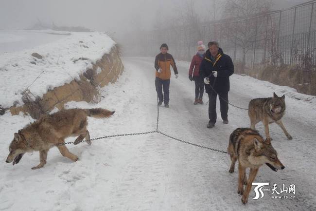 С волками жить, да не по-волчьи выть: как 71-летний китаец стал 'царем волков'