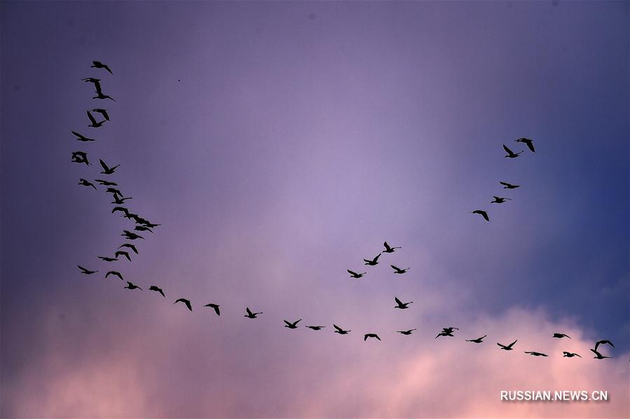 Стаи перелетных птиц возвращаются в северные края