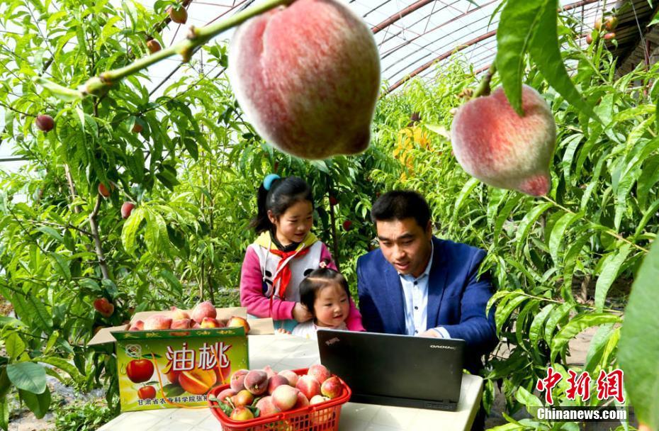 Новый тренд «зеленых путешествий»: сбор персиков в провинции Ганьсу
