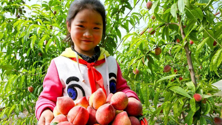 Новый тренд «зеленых путешествий»: сбор персиков в провинции Ганьсу