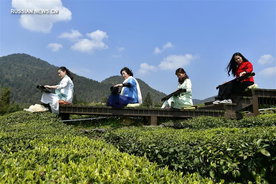 Звуки гуциня на чайной плантации 