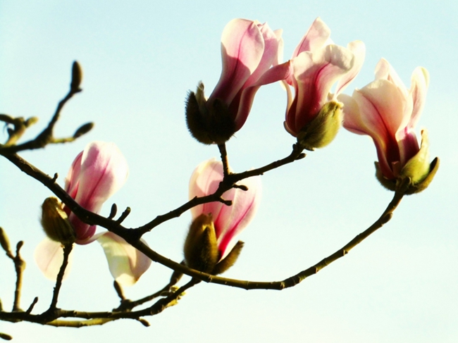Весна в Пекине - прекрасная пора цветения