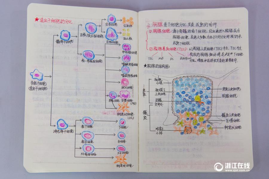 Анатомические зарисовки невероятной точности китайской студентки