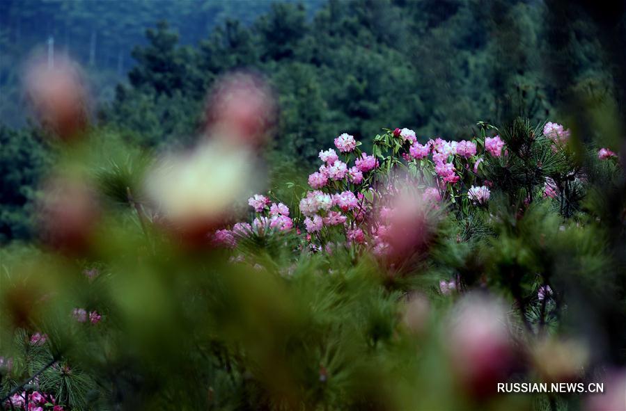 Пестрое весенее многоцветье на склонах гор в уезде Фуюань