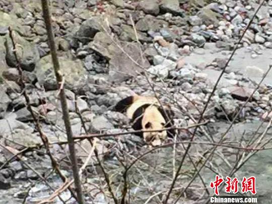 Жители одной из деревень на юго-западе Китая встретили дикую панду