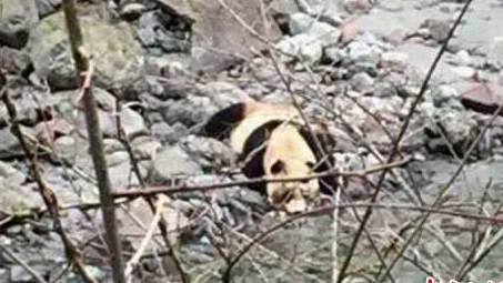 Жители одной из деревень на юго-западе Китая встретили дикую панду