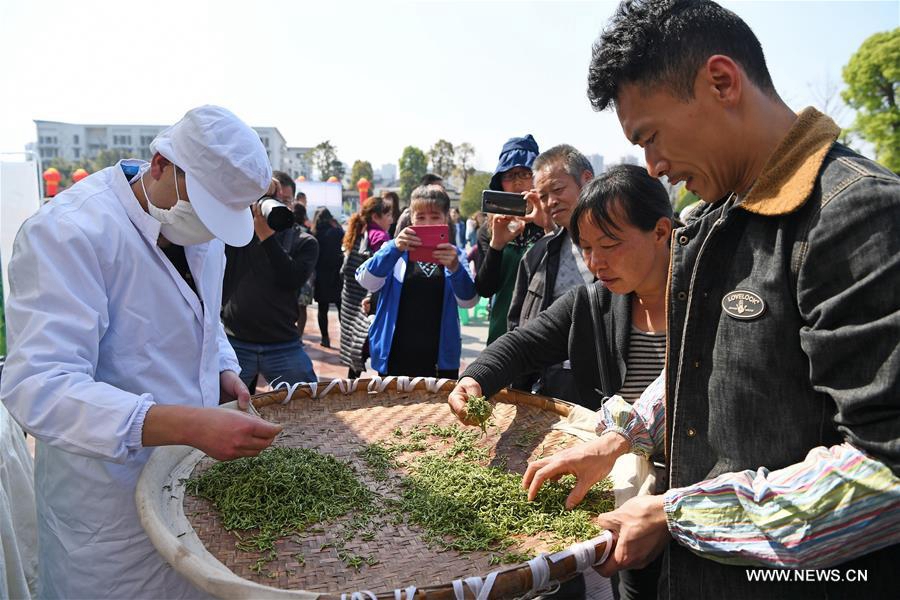 В Чунцине начался конкурс на качество чайных листьев сорта 'Юнчуань Сюя'