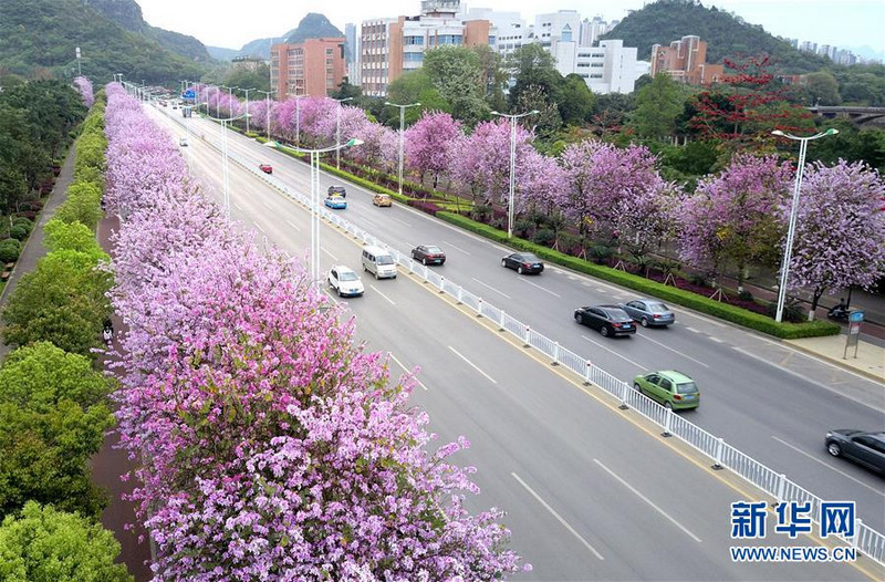 Город Лючжоу в провинции Гуанси: «розовый роман» привлекает туристов 