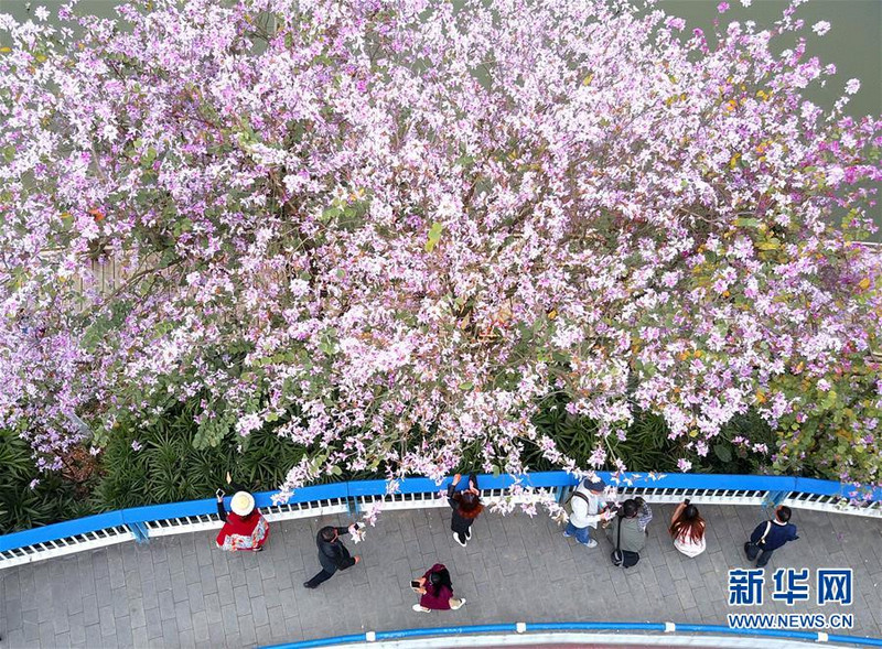 Город Лючжоу в провинции Гуанси: «розовый роман» привлекает туристов 