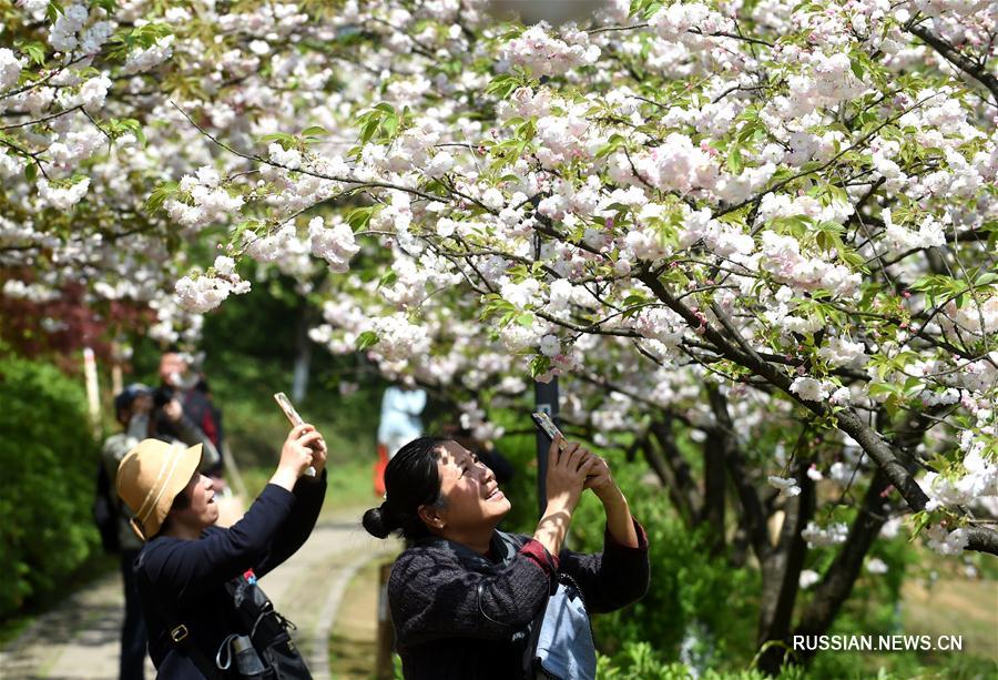 В окрестностях озера Сиху в Ханчжоу, административном центре провинции Чжэцзян /Восточный Китай/, наступил самый прекрасный сезон в году, когда повсюду зеленеет трава, порхают птицы, цветут персики и распускаются ивы.