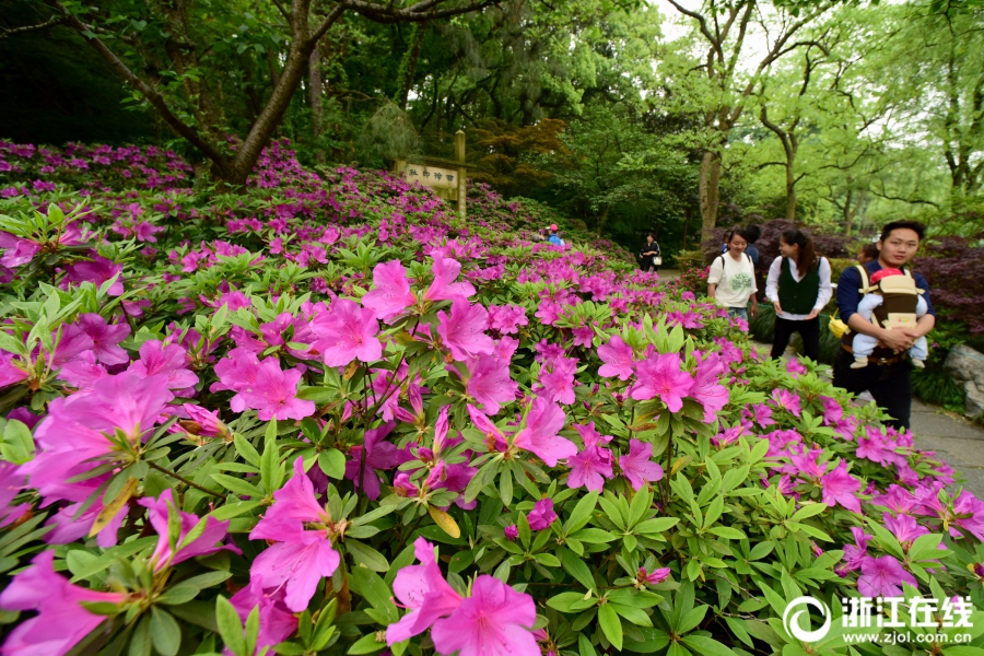 Расцветающие азалии у озера Сиху в г. Ханчжоу
