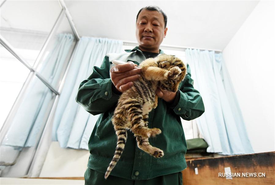 В крупнейшем в мире питомнике уссурийских тигров большое пополнение
