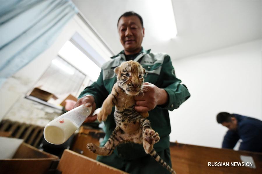 В крупнейшем в мире питомнике уссурийских тигров большое пополнение