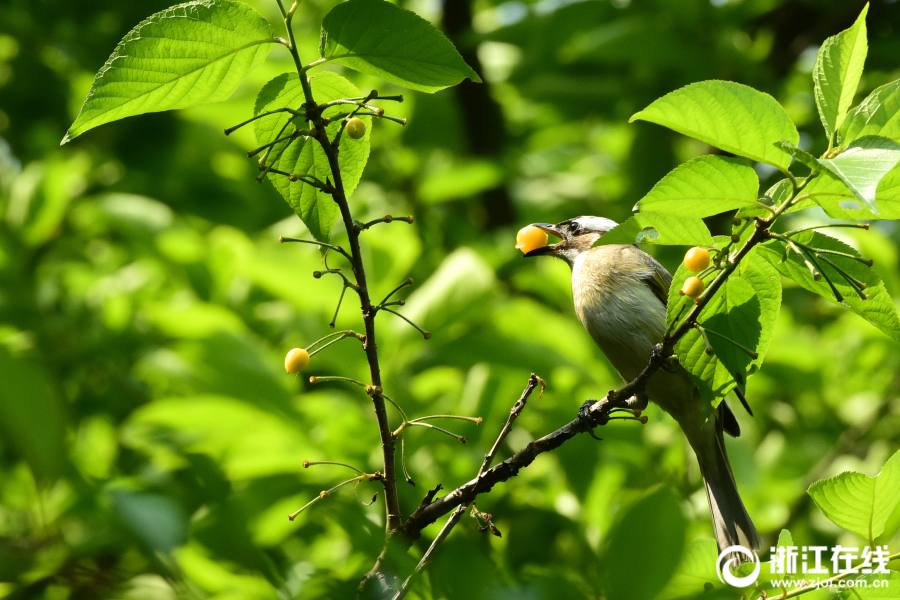 Фото: Птицы клюют черешню