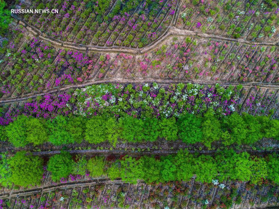 Разноцветный азалиевый ковер в экопарке поселка Сыань