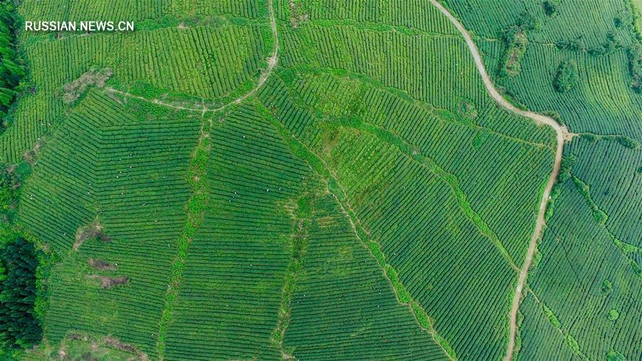 На чайных плантациях уезда Вэнъань собирают последние листья весеннего урожая 