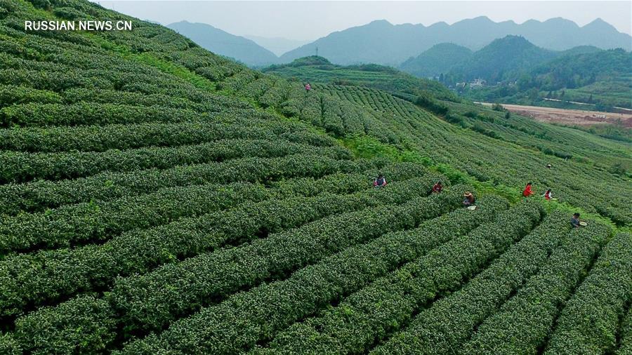 На чайных плантациях уезда Вэнъань собирают последние листья весеннего урожая 