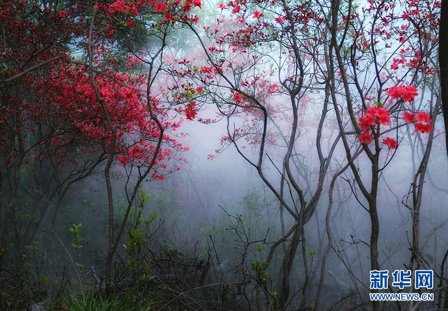Цветущие азалии в уезде Саньмэнь провинции Чжэцзян