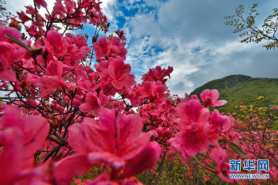 Цветущие азалии в уезде Саньмэнь провинции Чжэцзян