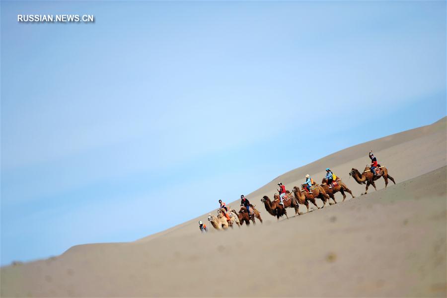 На верблюдах по пустыне -- Туризм в Дуньхуане