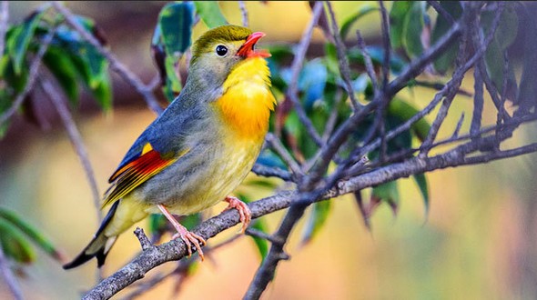 Лесной музыкант – красивая птица «Баинь» в горах Хуаншань