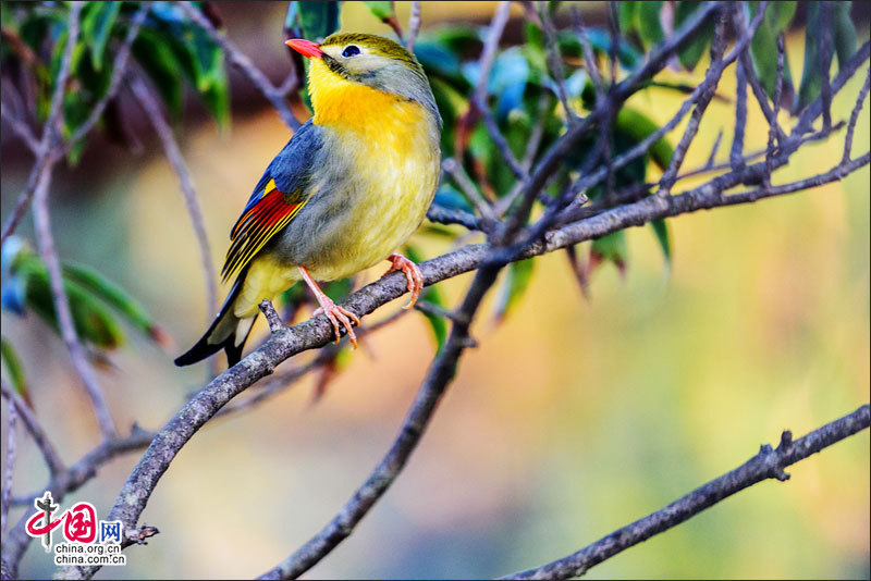 Лесной музыкант – красивая птица «Баинь» в горах Хуаншань