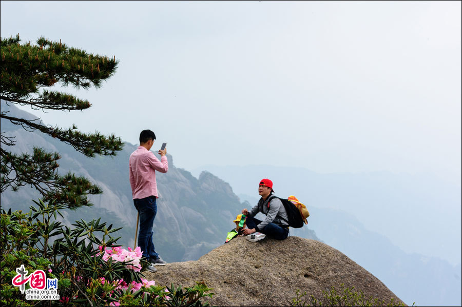 Бурно цветет азалия на горах Хуаншань