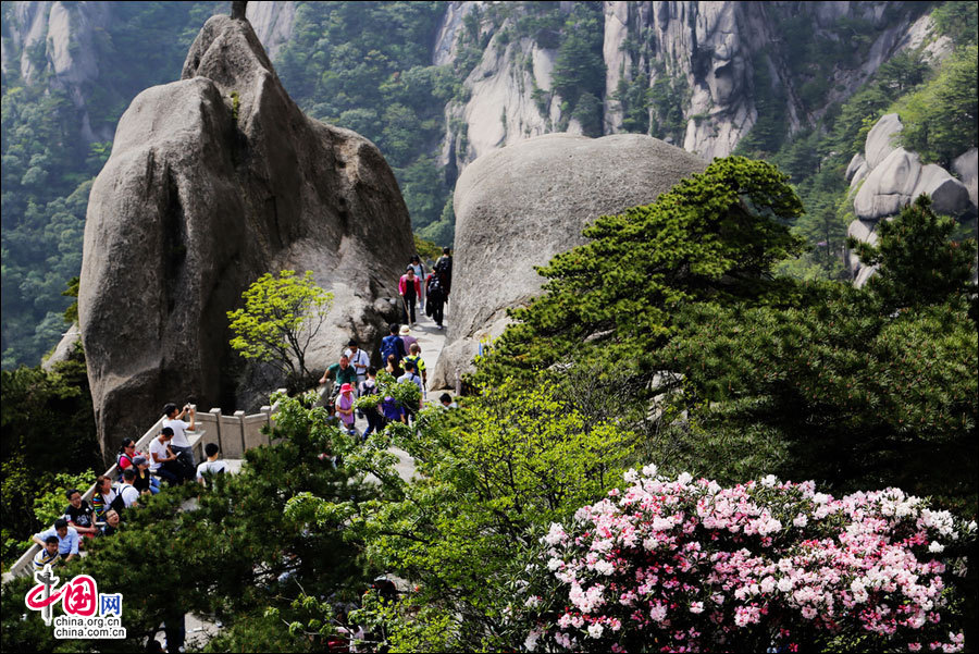 Бурно цветет азалия на горах Хуаншань