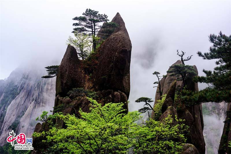 Невероятное облачное море и азалии в горах Хуаншань