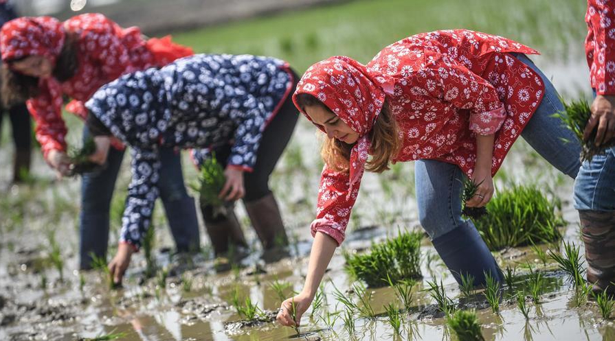 4-й Паньцзиньский фестиваль посадки риса в провинции Ляонин