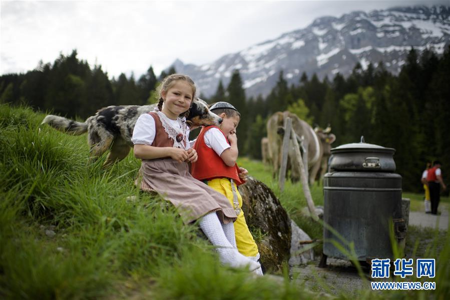 Швейцария: стада коров и овец мирно пасутся в горах