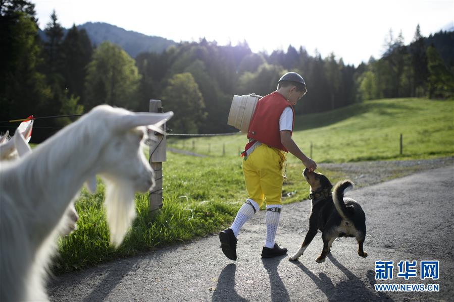 Швейцария: стада коров и овец мирно пасутся в горах
