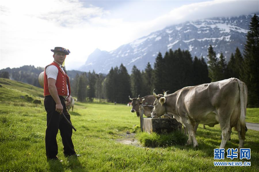Швейцария: стада коров и овец мирно пасутся в горах Швейцария: стада коров и овец мирно пасутся в горах