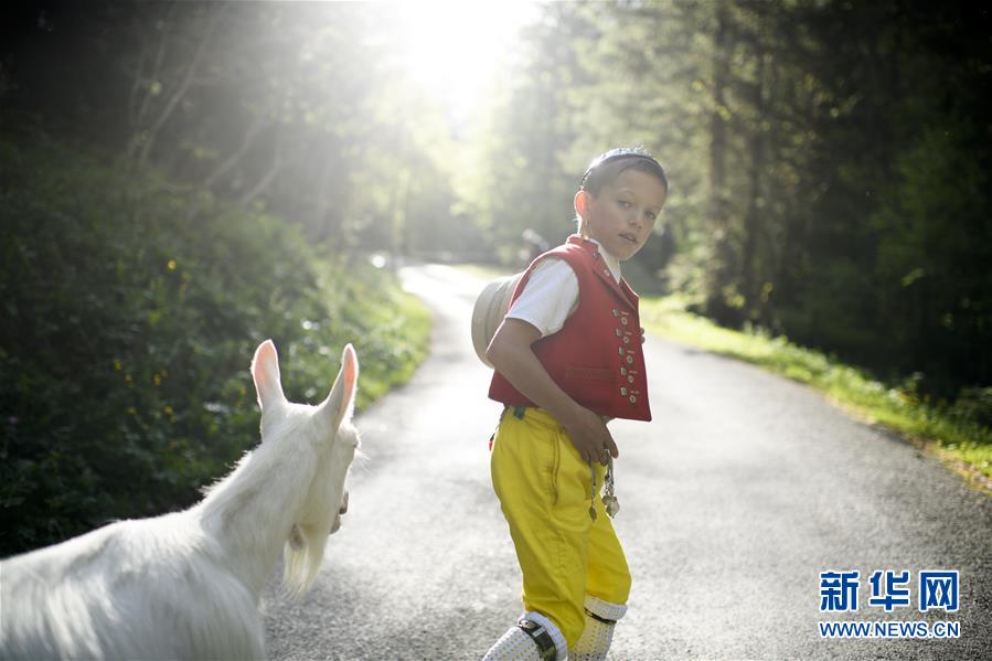 Швейцария: стада коров и овец мирно пасутся в горах