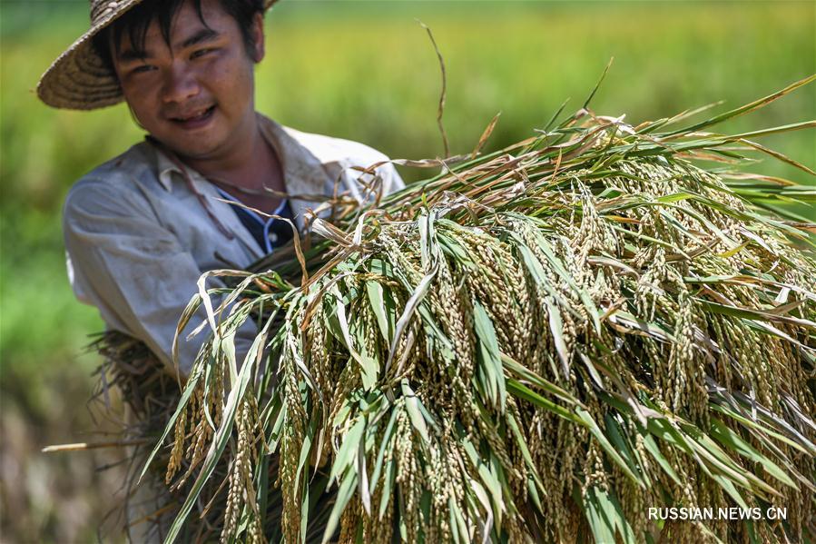 Сбор урожая риса на Хайнане