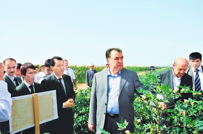 Семена хлопчатника – «семена дружбы» между Китаем и Таджикистаном