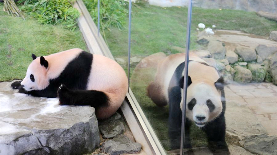 Три большие панды возвращаются из Японии в Китай