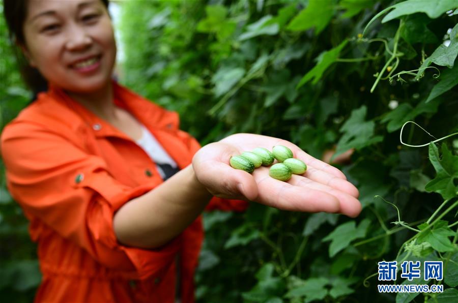 На днях в продажу поступили миниатюрные арбузы, семена для выращивания которых были привезены сельскохозяйственными организациями провинции Цзянсу из-за рубежа. 